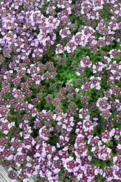 Caborn Wine & Roses Creeping Thyme - 5 Pack Of Quart Pots -Plant Shop thyme wine and roses 500x750 1