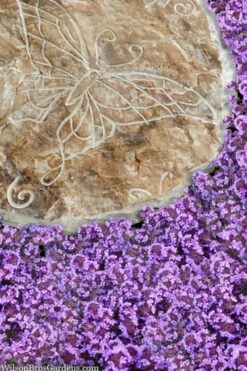 Caborn Wine & Roses Creeping Thyme - 5 Pack Of Quart Pots -Plant Shop thymus caborn wine and roses 2