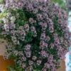 Doone Valley Thyme - 6 Pack Of Pink Pots -Plant Shop thymus citriodorus doon valley 1