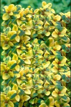 Doone Valley Thyme - 6 Pack Of Pink Pots -Plant Shop thymus citriodorus doone valley 2