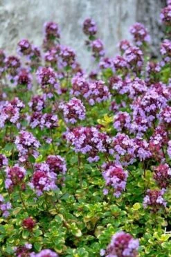 Doone Valley Thyme - 6 Pack Of Pink Pots -Plant Shop thymus citriodorus doone valley 3