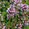 Lemon Creeping Thyme - 6 Pack Of Pint Pots -Plant Shop thymus citrriodorus lemon thyme 3