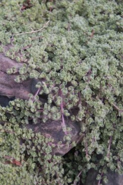 Woolly Creeping Thyme (Thymus Lanuginosis) - 6 Pack Of Pint Pots 21 Woolly Creeping Thyme (Thymus Lanuginosis) - 6 Pack Of Pint Pots -Plant Shop thymus lanuginosis wooly thyme 11