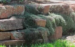 Woolly Creeping Thyme (Thymus Lanuginosis) - 6 Pack Of Pint Pots 15 Woolly Creeping Thyme (Thymus Lanuginosis) - 6 Pack Of Pint Pots -Plant Shop thymus lanuginosis wooly thyme 4