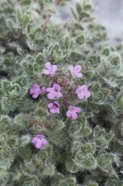 Woolly Creeping Thyme (Thymus Lanuginosis) - 6 Pack Of Pint Pots 16 Woolly Creeping Thyme (Thymus Lanuginosis) - 6 Pack Of Pint Pots -Plant Shop thymus lanuginosis wooly thyme 5