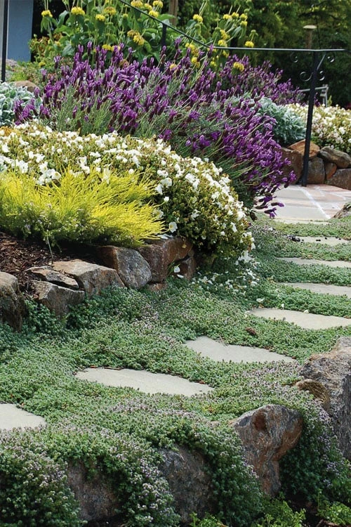 Woolly Creeping Thyme (Thymus Lanuginosis) - 6 Pack Of Pint Pots 3 Woolly Creeping Thyme (Thymus Lanuginosis) - 6 Pack Of Pint Pots