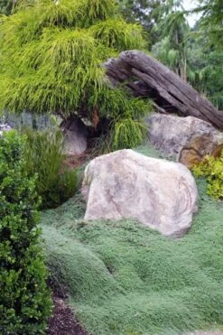 Woolly Creeping Thyme (Thymus Lanuginosis) - 6 Pack Of Pint Pots 18 Woolly Creeping Thyme (Thymus Lanuginosis) - 6 Pack Of Pint Pots -Plant Shop thymus lanuginosis wooly thyme 8