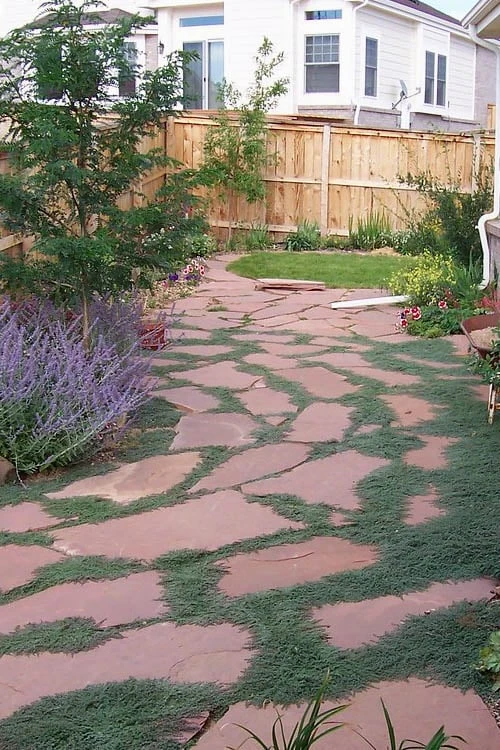 Woolly Creeping Thyme (Thymus Lanuginosis) - 6 Pack Of Pint Pots 10 Woolly Creeping Thyme (Thymus Lanuginosis) - 6 Pack Of Pint Pots - Image 8