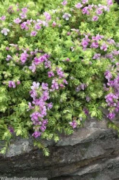 Highland Cream Creeping Thyme - 5 Pack Of Quart Pots -Plant Shop thymus praecox highland creeping thyme 1