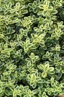 Highland Cream Creeping Thyme - 5 Pack Of Quart Pots -Plant Shop thymus praecox highland creeping thyme 4