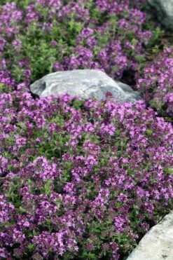 Magic Carpet Creeping Thyme (Thymus Serpyllum) - 6 Pack Of Pint Pots 11 Magic Carpet Creeping Thyme (Thymus Serpyllum) - 6 Pack Of Pint Pots -Plant Shop thymus serpyllum magic carpet creeping thyme 2