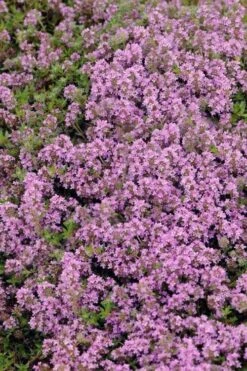 Magic Carpet Creeping Thyme (Thymus Serpyllum) - 6 Pack Of Pint Pots 10 Magic Carpet Creeping Thyme (Thymus Serpyllum) - 6 Pack Of Pint Pots -Plant Shop thymus serpyllum magic carpet creeping thyme 7