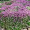 Magic Carpet Creeping Thyme (Thymus Serpyllum) - 6 Pack Of Pint Pots -Plant Shop thymus serpyllum magic carpet creeping thyme 8