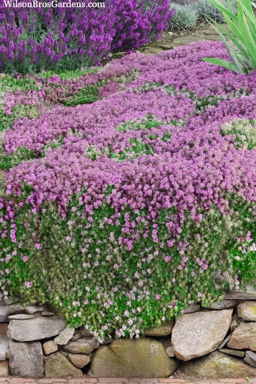 Magic Carpet Creeping Thyme (Thymus Serpyllum) - 6 Pack Of Pint Pots 3 Magic Carpet Creeping Thyme (Thymus Serpyllum) - 6 Pack Of Pint Pots