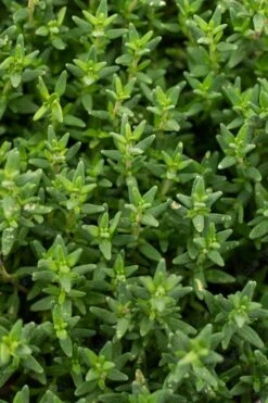 English Thyme (Thymus Vulgaris) - 6 Pack Of Pint Pots -Plant Shop thymus vulgaris english thyme 2