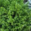 English Thyme (Thymus Vulgaris) - 6 Pack Of Pint Pots -Plant Shop thymus vulgaris english thyme 3