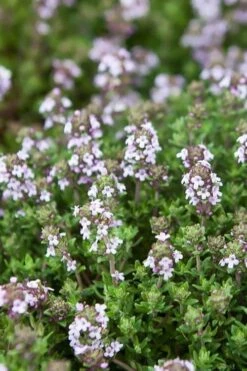 English Thyme (Thymus Vulgaris) - 6 Pack Of Pint Pots -Plant Shop thymus vulgaris english thyme 4