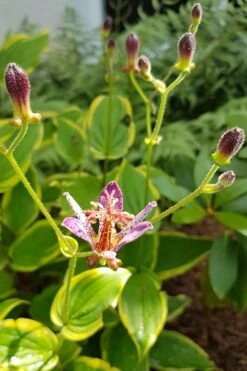 Samurai Toad Lily (Tricyrtis Formosana) - 1 Gallon Pot -Plant Shop toad lily samurai 500x750 1