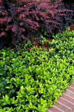 Asian Jasmine (Trachelospermum Asiaticum) - 72 Pack Of 3.5" Pint Pots -Plant Shop trachelospermum asiaticum asian jasmine 2