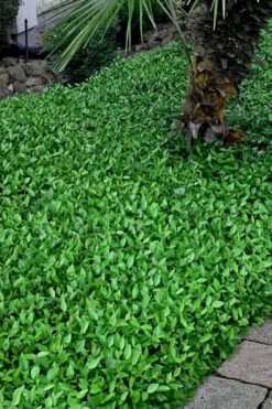 Asian Jasmine (Trachelospermum Asiaticum) - 72 Pack Of 3.5" Pint Pots -Plant Shop trachelospermum asiaticum asian jasmine 3