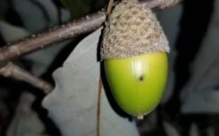Chestnut Oak Tree (Quercus Prinus) - 1 Gallon Pot 16 Chestnut Oak Tree (Quercus Prinus) - 1 Gallon Pot -Plant Shop tree oak 20chestnut 2 800x500 1