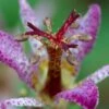 Samurai Toad Lily (Tricyrtis Formosana) - 1 Gallon Pot -Plant Shop tricyrtis formosana samurai toad lily 3