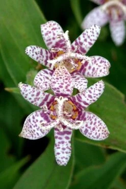 Miyazaki Toad Lily (Tricyrtus Hirta) - 1 Gallon Pot -Plant Shop tricyrtis hirta miyazaki toad lily 2