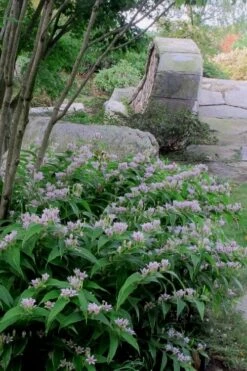 Miyazaki Toad Lily (Tricyrtus Hirta) - 1 Gallon Pot -Plant Shop tricyrtis hirta miyazaki toad lily 3