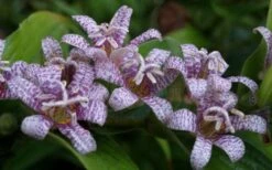 Miyazaki Toad Lily (Tricyrtus Hirta) - 1 Gallon Pot -Plant Shop tricyrtis hirta miyazaki toad lily 5
