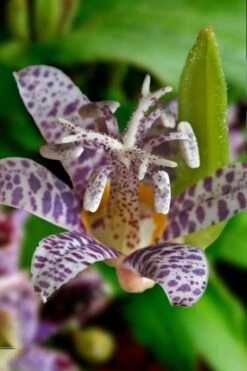 Miyazaki Toad Lily (Tricyrtus Hirta) - 1 Gallon Pot -Plant Shop tricyrtis hirta miyazaki toad lily 7