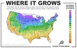 Ramona Clematis - 1 Gallon Pot -Plant Shop usda zone map 16