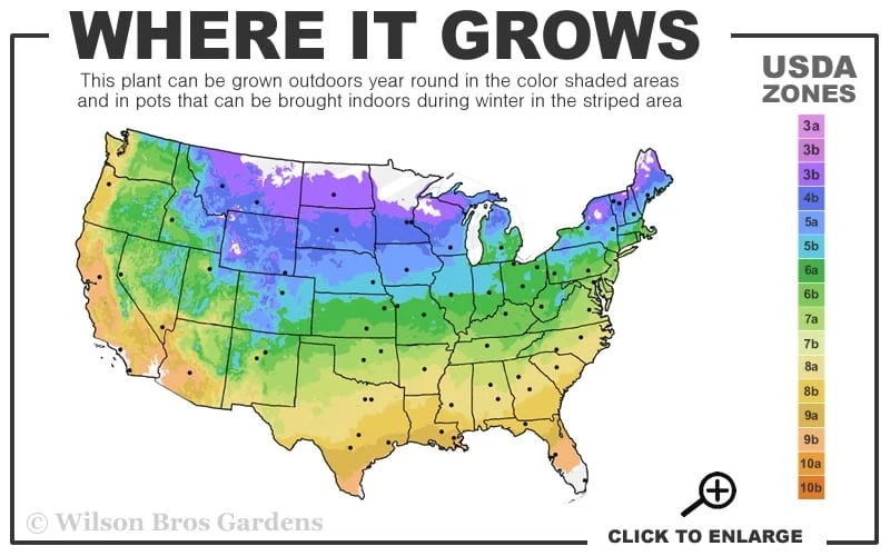 Hagley Hybrid Clematis - 1 Gallon Pot 5 Hagley Hybrid Clematis - 1 Gallon Pot - Image 3