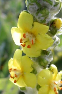 Giant Silver Mullien (Verbascum Bombyciferum) - 1 Gallon Pot -Plant Shop verbascum bombyciferum giant silver mullien 5