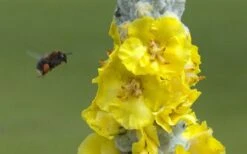 Giant Silver Mullien (Verbascum Bombyciferum) - 1 Gallon Pot -Plant Shop verbascum bombyciferum giant silver mullien 7