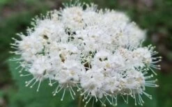 Maple Leaf Viburnum - 3 Gallon Pot -Plant Shop viburnum acerifolium maple leaf 15 2