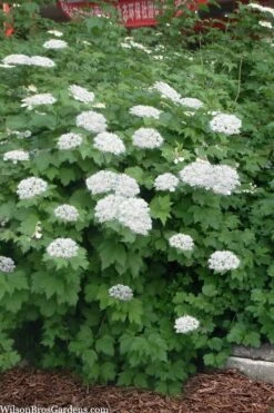 Maple Leaf Viburnum - 3 Gallon Pot -Plant Shop viburnum acerifolium maple leaf 16 2