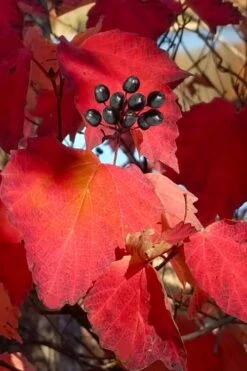 Maple Leaf Viburnum - 3 Pack Of 1.5 Quart Pots 18 Maple Leaf Viburnum - 3 Pack Of 1.5 Quart Pots -Plant Shop viburnum acerifolium maple leaf 2 1