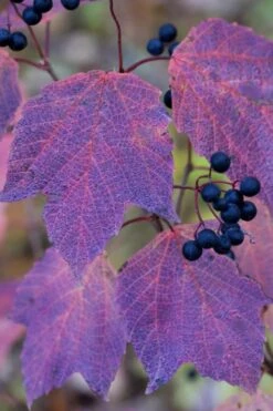Maple Leaf Viburnum - 3 Gallon Pot -Plant Shop viburnum acerifolium maple leaf 3 2