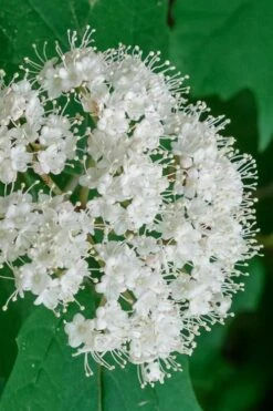 Maple Leaf Viburnum - 1 Gallon Pot -Plant Shop viburnum acerifolium maple leaf 7