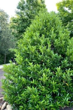 Mirror Leaf Sweet Viburnum - 1 Gallon Pot 10 Mirror Leaf Sweet Viburnum - 1 Gallon Pot -Plant Shop viburnum awabuki chindo 3 2