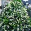 Mirror Leaf Sweet Viburnum - 7 Gallon Pot (3-4') 2 Mirror Leaf Sweet Viburnum - 7 Gallon Pot (3-4') -Plant Shop viburnum awabuki chindo 30