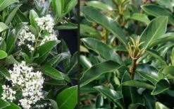 Mirror Leaf Sweet Viburnum - 7 Gallon Pot (3-4') -Plant Shop viburnum awabuki chindo 4