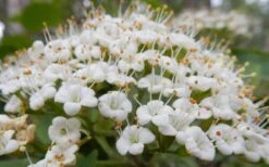 Mohican Arrowwood Viburnum - 6 Gallon Pot (4-5') -Plant Shop viburnum lantana mohican 1