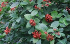Mohican Arrowwood Viburnum - 6 Gallon Pot (4-5') -Plant Shop viburnum lantana mohican 3