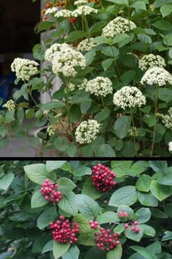 Mohican Arrowwood Viburnum - 6 Gallon Pot (4-5') -Plant Shop viburnum lantana mohican 4