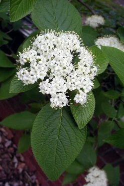 Mohican Arrowwood Viburnum - 6 Gallon Pot (4-5') -Plant Shop viburnum lantana mohican 5