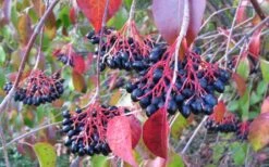 Nannyberry Viburnum - 3 Gallon Pot -Plant Shop viburnum lentago nannyberry 2