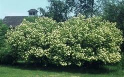 Nannyberry Viburnum - 3 Gallon Pot -Plant Shop viburnum lentago nannyberry 4