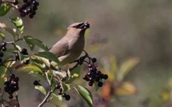 Nannyberry Viburnum - 3 Gallon Pot -Plant Shop viburnum lentago nannyberry 5