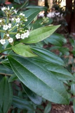 Moonlit Lace Viburnum - 6 Pack Of 1 Gallon Pots 12 Moonlit Lace Viburnum - 6 Pack Of 1 Gallon Pots -Plant Shop viburnum moonlit lace 5 1